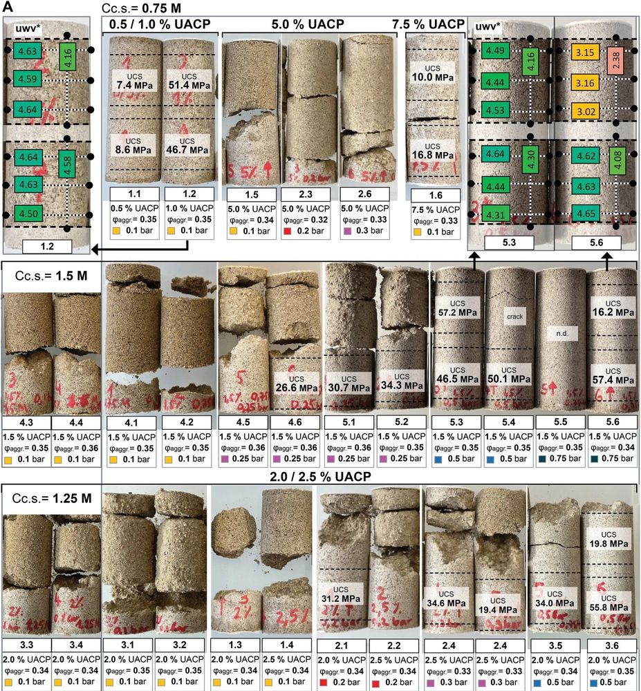 Bild Biomineralisierte Versuchskörber, Quelle: Smirnova, M., Nething, C., Stolz, A. et al. High strength bio-concrete for the production of building components. npj Mater. Sustain. 1, 4 (2023)