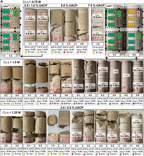 Bild Biomineralisierte Versuchskörber, Quelle: Smirnova, M., Nething, C., Stolz, A. et al. High strength bio-concrete for the production of building components. npj Mater. Sustain. 1, 4 (2023)