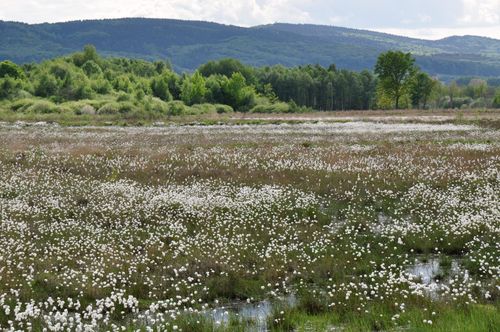 Wiedervernässung von Mooren zählt zu den effizientesten naturbasierten Maßnahmen, NABU/Stefan Bulk